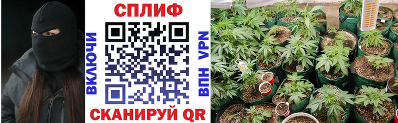 Каннабис конопля  Лесной 